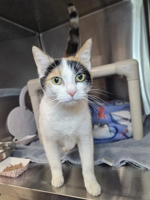 An adult small-sized female Domestic Short Hair cat named Sandra for adoption in Westminster, MD