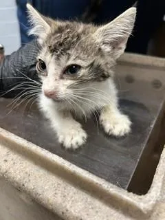 A baby small-sized female Domestic Short Hair cat named Dollie for adoption in Stockton, CA