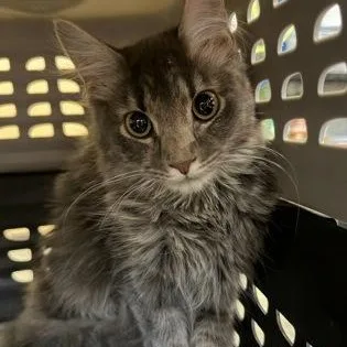 A young small-sized female Gray & White Domestic Medium Hair cat named Lita Ford for adoption in Rapid City, SD