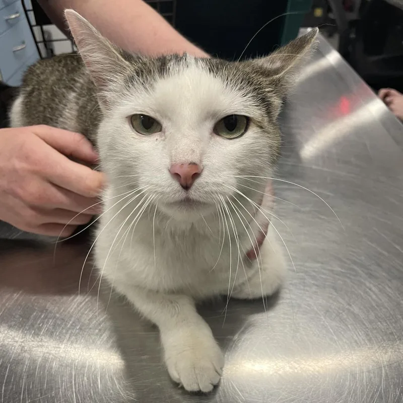 An adult medium-sized female White Domestic Short Hair cat named Loomis for adoption in Dearborn, MI