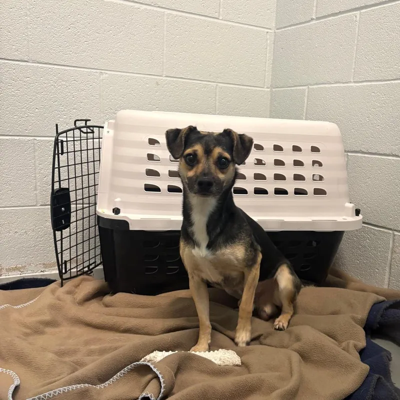 An adult small-sized male Black Chihuahua dog named Arnette for adoption in Naples, FL