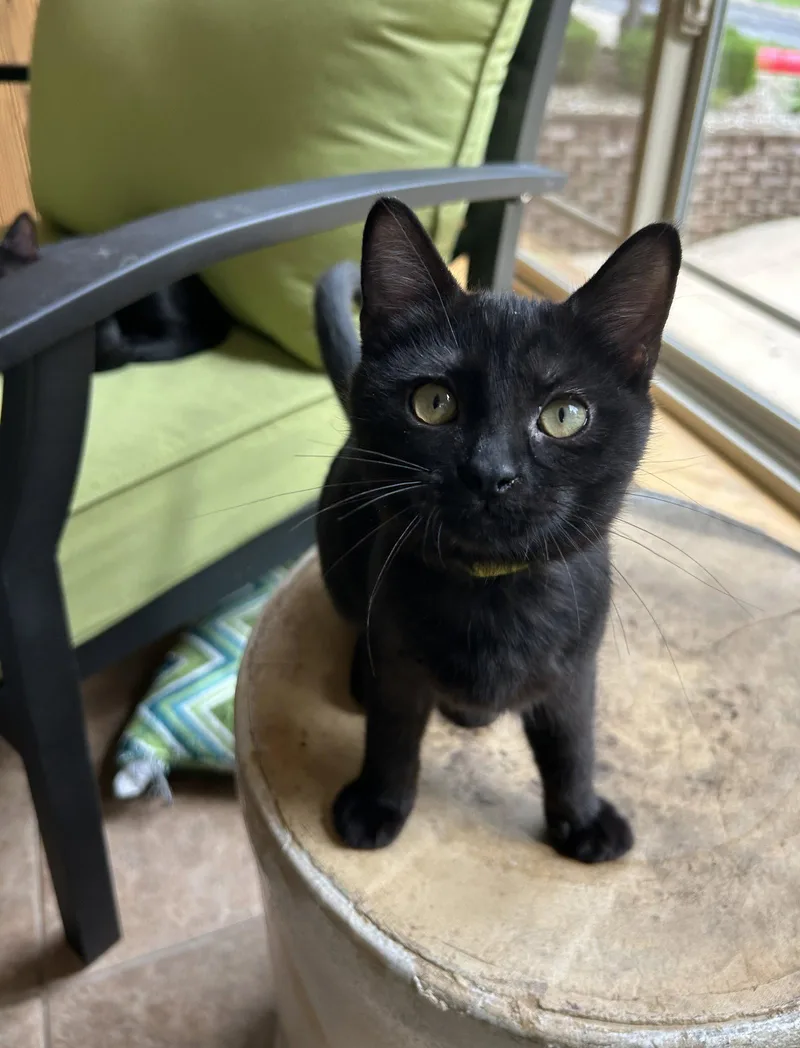 A baby medium-sized female Black Domestic Short Hair cat named Marjoram for adoption in Nashville, TN