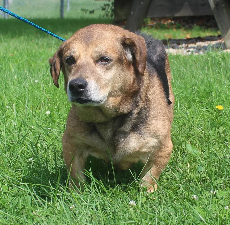 A senior medium-sized male Corgi dog named Julian for adoption in Heath, OH