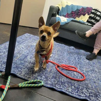 An adult small-sized male Mixed Breed dog named Shorty for adoption in Memphis, TN