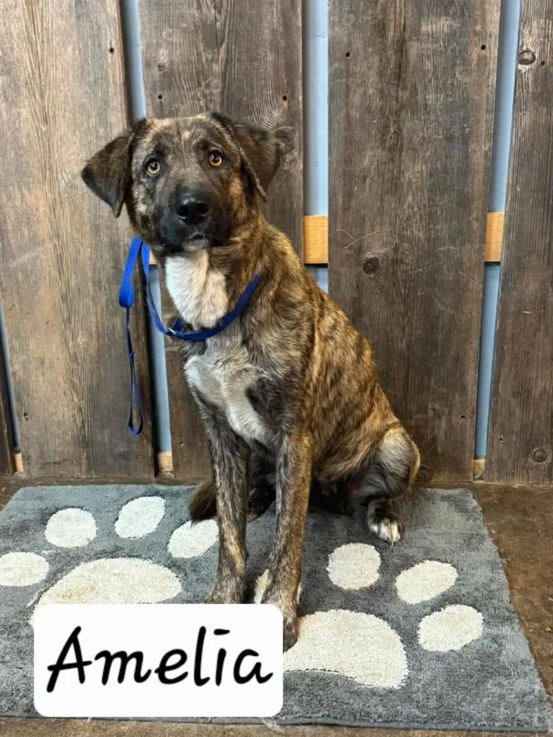 A young large-sized female Mixed Breed dog named Amelia for adoption in Milwaukee, WI