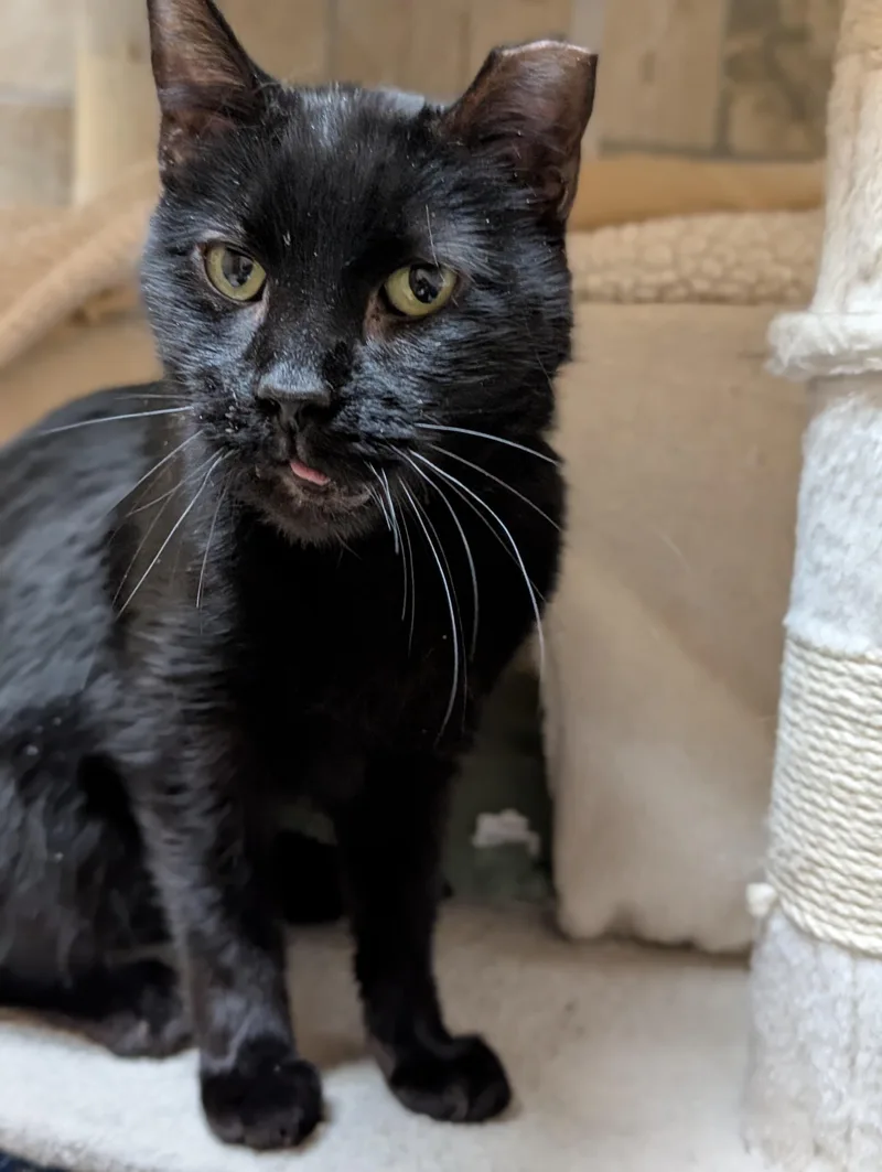 Harper  Reduced Fee! thumbnail 2