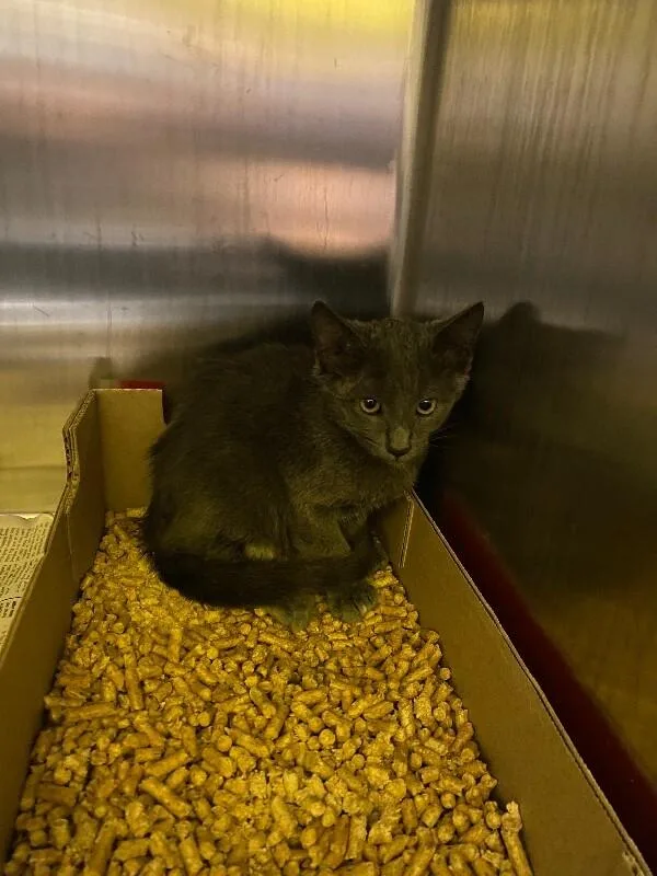 A young medium-sized male Gray / Blue / Silver Domestic Short Hair cat named Nash for adoption in Jackson, TN
