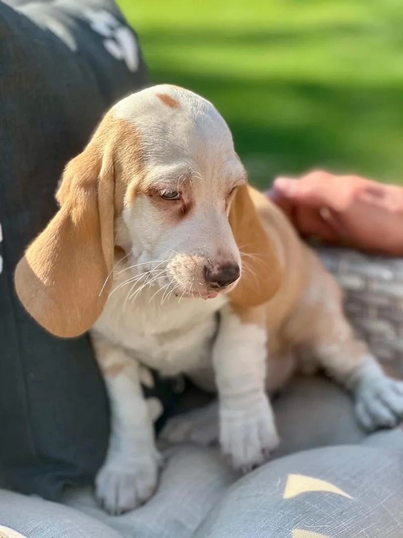 A baby medium-sized female Beagle dog named Lemon Poppy for adoption in Lewisville, IN