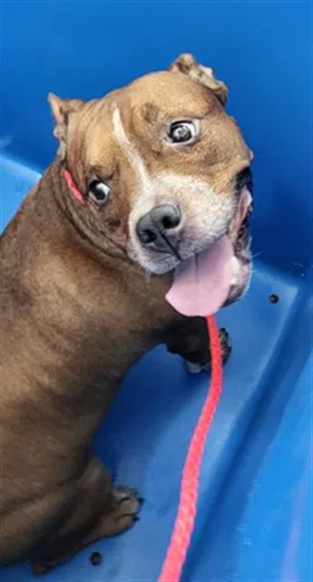 An adult medium-sized female Mixed Breed dog named Tootsie for adoption in Dallas, TX