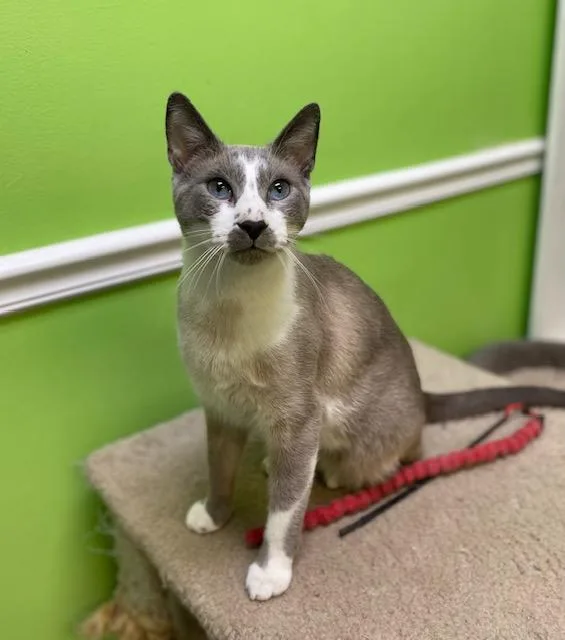 An adult medium-sized male Gray & White Domestic Short Hair cat named Growler for adoption in Memphis, TN