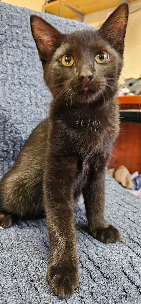 A baby large-sized male Domestic Long Hair cat named Paul McCATney for adoption in Greensburg, IN