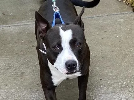 Ella