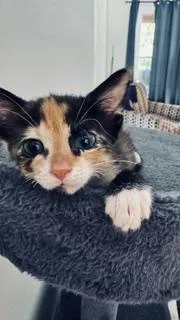 Kimi