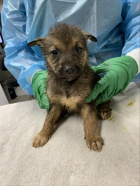 A baby medium-sized female Husky dog named Harper for adoption in Fairbanks, AK