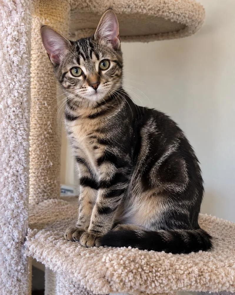 A baby small-sized female Tabby cat named Tinsley for adoption in Calimesa, CA