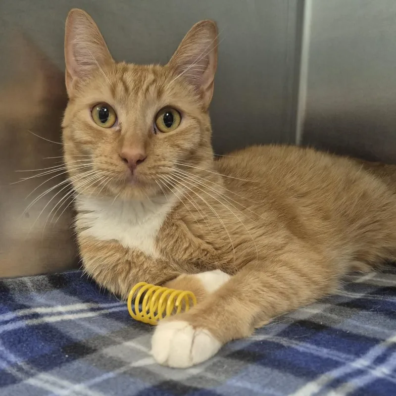 An adult medium-sized male Orange / Red Domestic Short Hair cat named Catnip for adoption in Newark, NJ