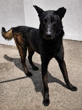 A young large-sized male Dutch Shepherd dog named Brucey for adoption in Chatsworth, CA