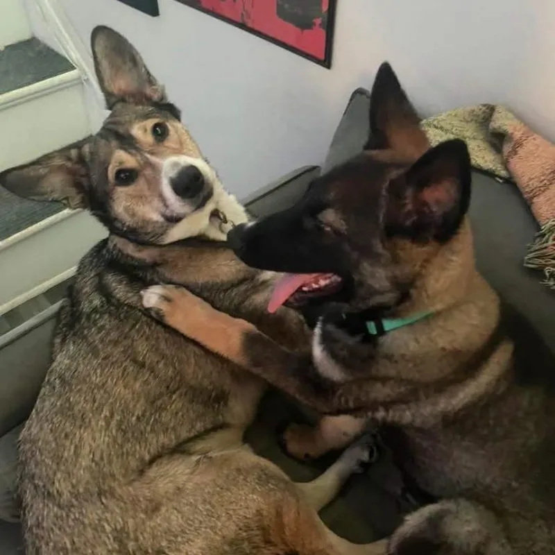 A baby medium-sized male German Shepherd Dog dog named Brett Michaels for adoption in Philadelphia, PA
