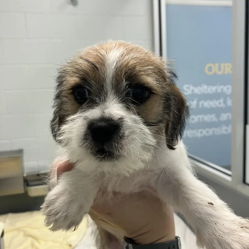 A baby small-sized male Brown / Chocolate Mixed Breed dog named Galaxy for adoption in Naples, FL