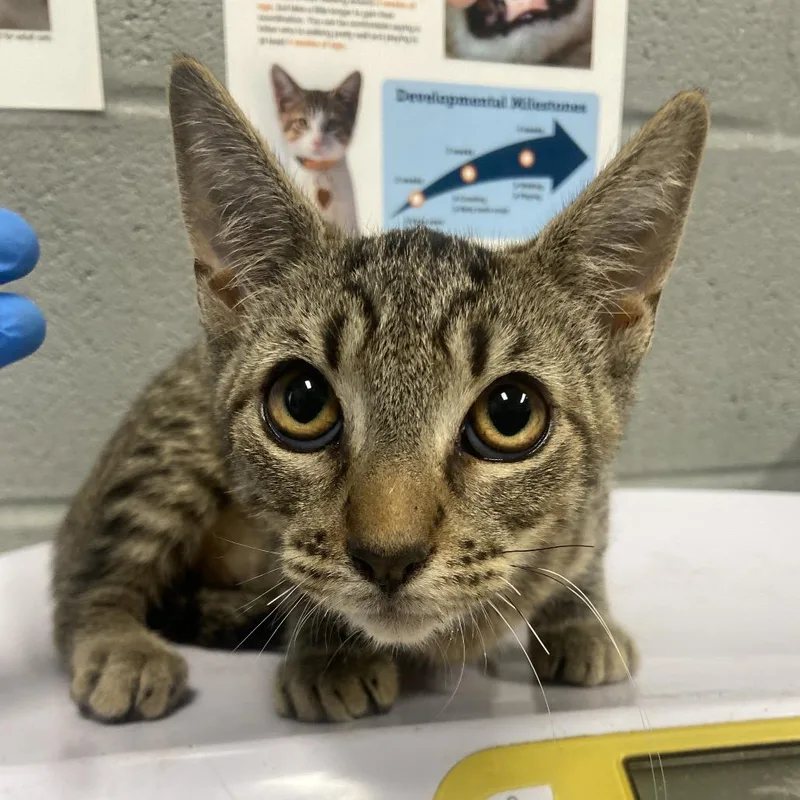 A baby small-sized male Domestic Short Hair cat named Stitch for adoption in Allentown, PA