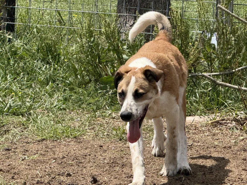 A young large-sized male Apricot / Beige German Shepherd Dog dog named Maximusfort Max for adoption in Houston, TX