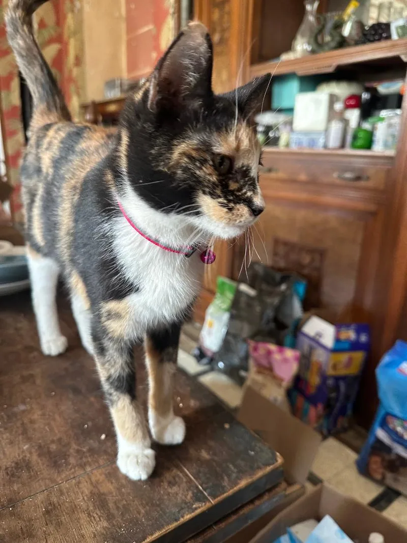 A young medium-sized female Calico cat named Athena for adoption in BEVERLY HILLS, CA
