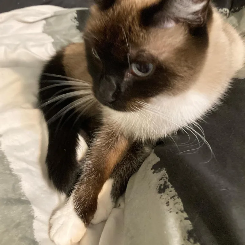 Powder Paws thumbnail 2