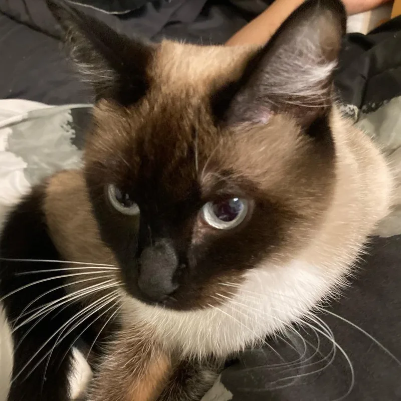 Powder Paws thumbnail 3