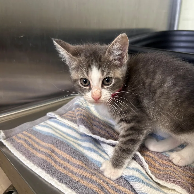 A baby small-sized female Domestic Short Hair cat named Soot for adoption in Margate, FL