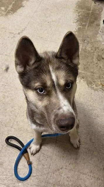 An adult medium-sized male Siberian Husky dog named Kodiak for adoption in Statesville, NC
