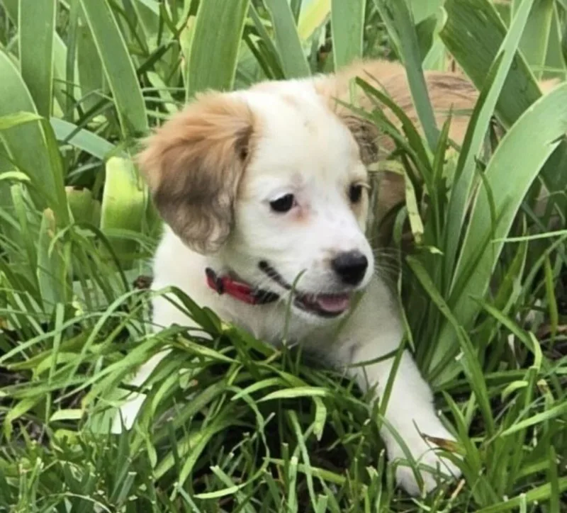 A baby medium-sized female Apricot / Beige Spaniel dog named Blanche for adoption in Fredericksburg, VA