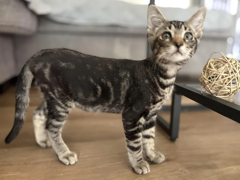 A baby small-sized male Tabby (Brown / Chocolate) Domestic Short Hair cat named Mochi for adoption in Orange, CA