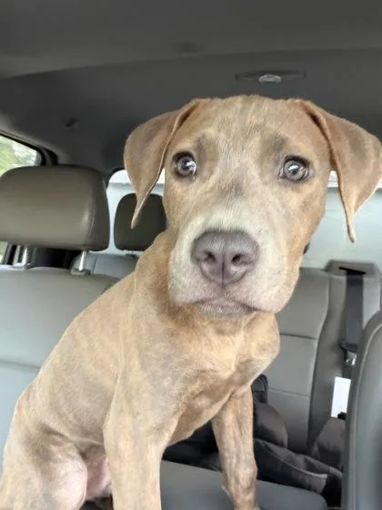 A young small-sized male Pit Bull Terrier dog named Benny for adoption in Atlanta, GA