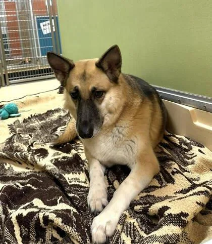 An adult large-sized female Shepherd dog named Queen Clarice for adoption in Visalia, CA