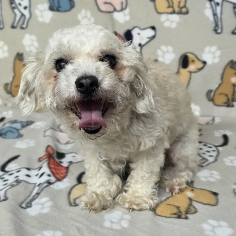 An adult small-sized female White / Cream Miniature Poodle dog named Sadie for adoption in Dallas, GA