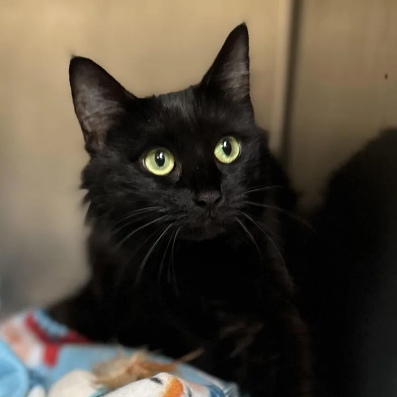 An adult medium-sized female Black Domestic Short Hair cat named Jackie for adoption in Perkiomenville, PA