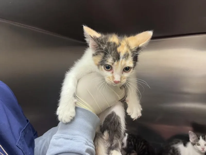 A baby small-sized female Domestic Short Hair cat named Karoo for adoption in Santa Fe, NM