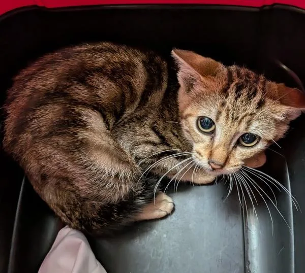 A baby small-sized female Domestic Short Hair cat named Marble for adoption in San Diego, CA