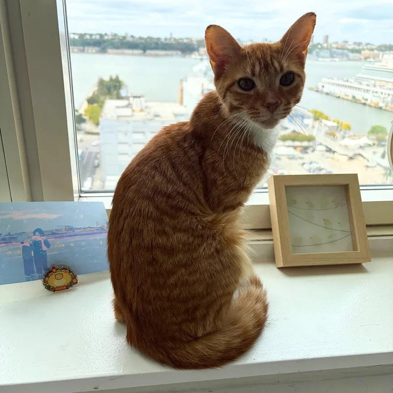 An adult medium-sized male Orange & White Domestic Short Hair cat named Moon for adoption in Brooklyn, NY