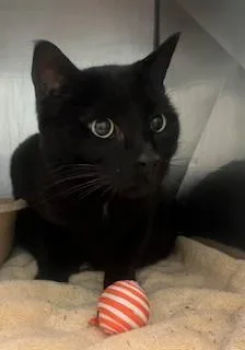 A senior medium-sized male Domestic Short Hair cat named Tommy for adoption in Fishers, IN