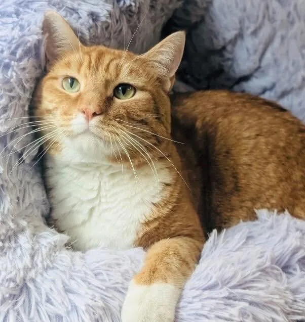 An adult large-sized male Orange & White Domestic Short Hair cat named Dash for adoption in Bolivia, NC