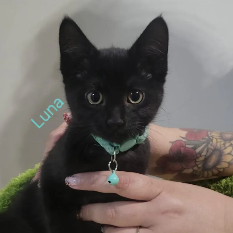 A baby small-sized female Black Domestic Short Hair cat named Luna for adoption in Layton, UT