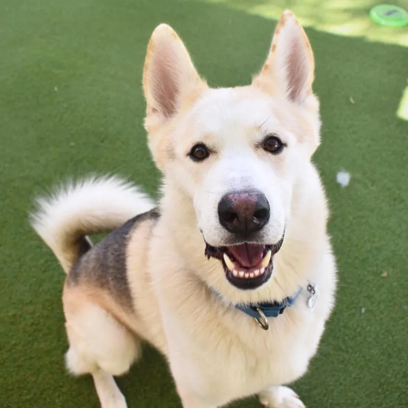 A young medium-sized male Siberian Husky dog named Bolt for adoption in Saint Petersburg, FL