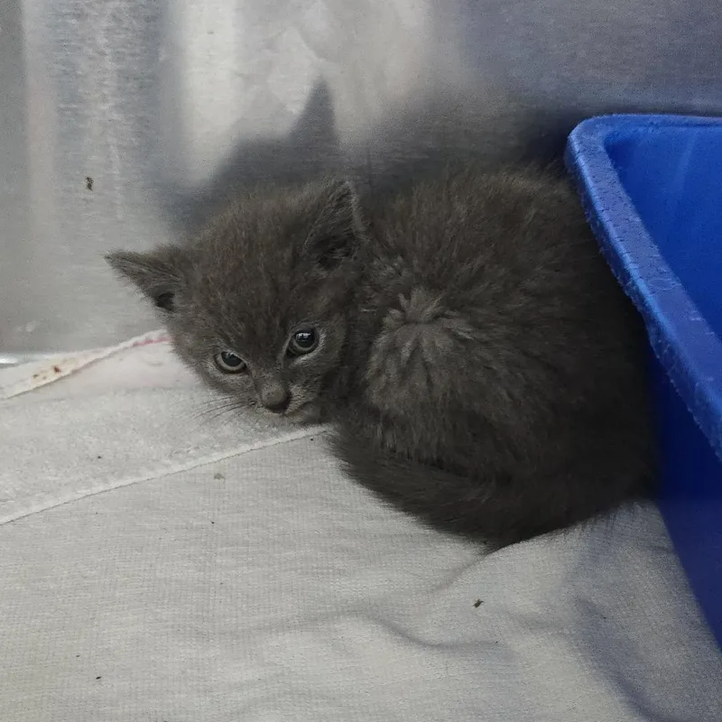 A baby small-sized female Gray / Blue / Silver Domestic Short Hair cat named Juliette for adoption in Yanceyville, NC