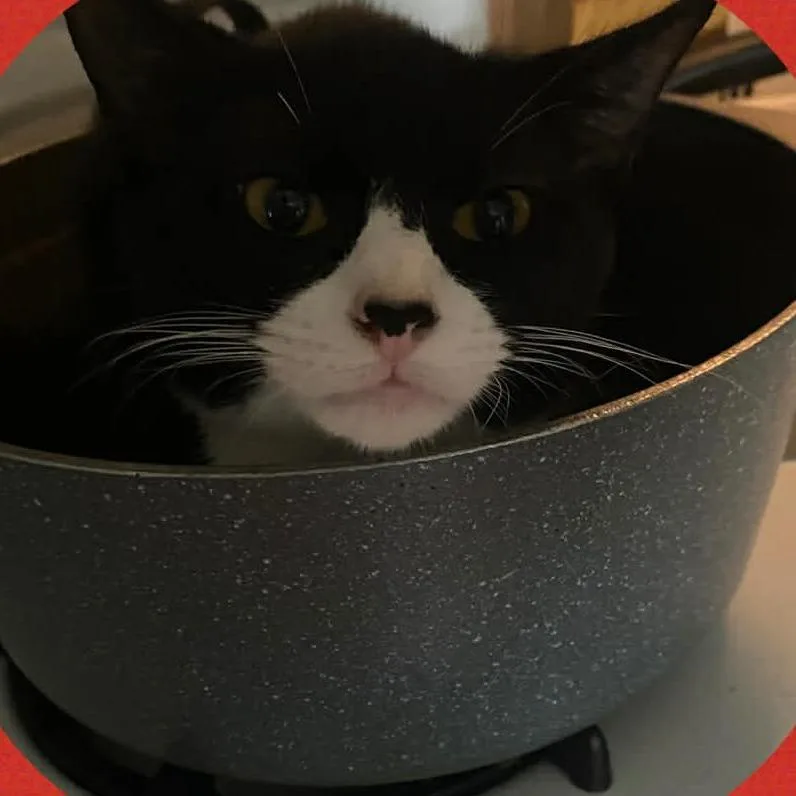 An adult medium-sized male Domestic Short Hair cat named Soup for adoption in Columbia, MO