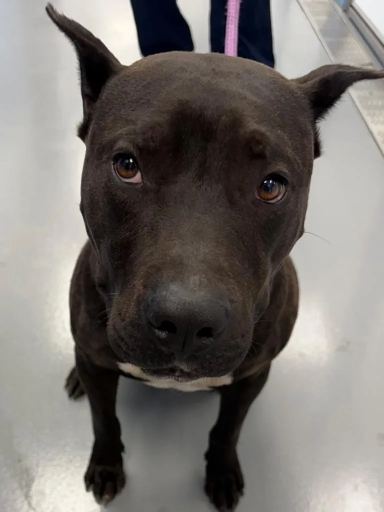 A young medium-sized male Pit Bull Terrier dog named Thunder for adoption in Hartsville, SC