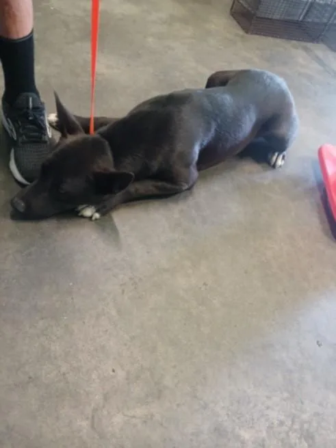 A young large-sized male Pit Bull Terrier dog named Ratatouille for adoption in Los Angeles, CA