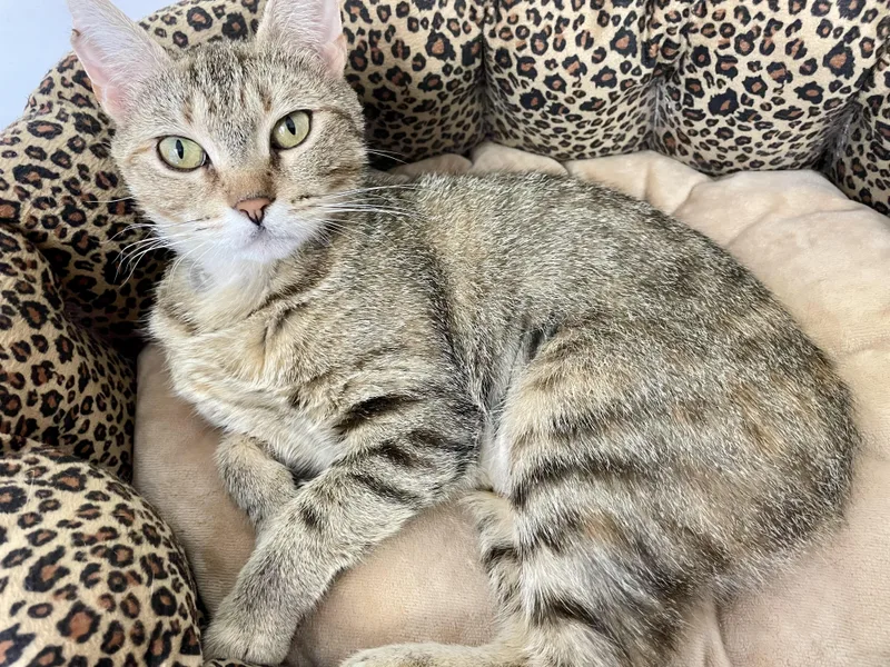 An adult medium-sized female Tabby (Brown / Chocolate) American Bobtail cat named Cheerios for adoption in Monson, MA