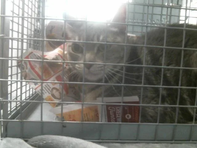 An adult medium-sized female Domestic Short Hair cat named Storm for adoption in Houston, TX