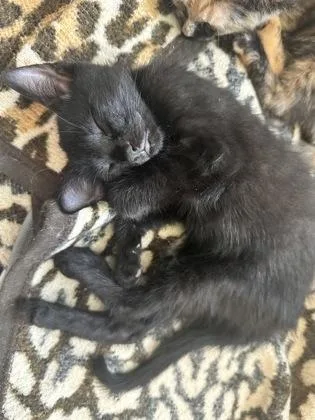 A baby small-sized male Black Domestic Short Hair cat named Hydra for adoption in Atlanta, GA